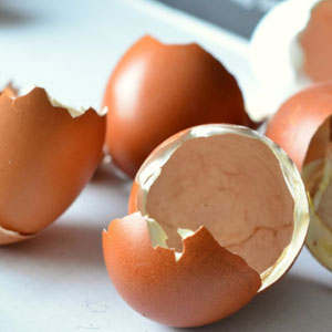 Eggshells Not To Put In Garbage Disposal